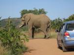 A Bull elephant in Pilanesburg National Park. Not going anywhere.